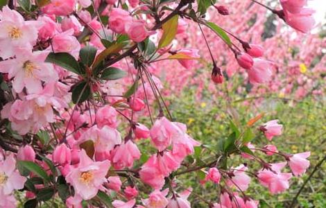 一树梨花压海棠