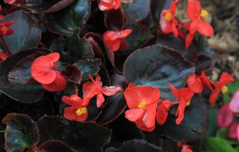 四季海棠的繁殖方法 四季海棠的繁殖方法有几种