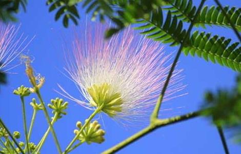 合欢花什么时候开 合欢花的图片
