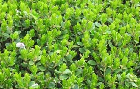 黄杨的繁殖方法（黄杨的繁殖方法和技术）