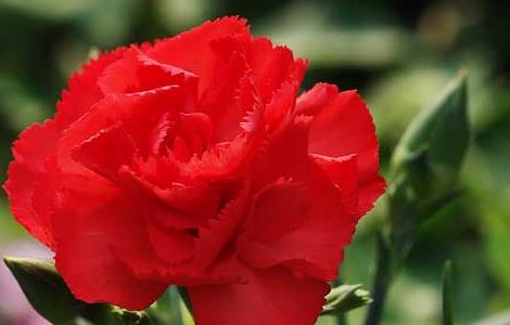 康乃馨的养殖方法和注意事项 冬天康乃馨的养殖方法和注意事项