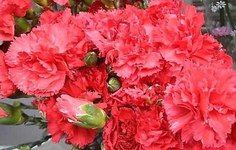 康乃馨的生长习性 康乃馨的生长环境和条件