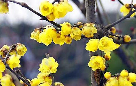 描写腊梅的诗句有哪些 描写腊梅的诗句有哪些三年级