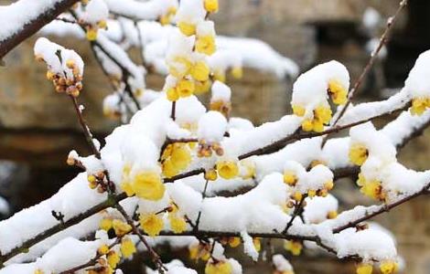 腊梅的产地分布 腊梅产自哪个地区