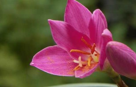 兰花的花语及象征意义（兰花的花语及象征意义是什么）