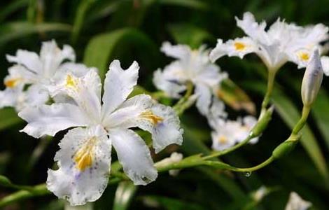 兰花叶子发黄怎么办（兰花叶子发黄怎么处理）