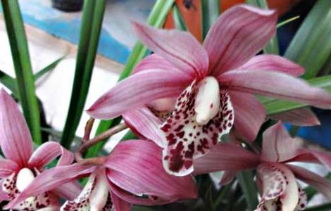 兰花花盆选择方法（兰花盆怎么选）