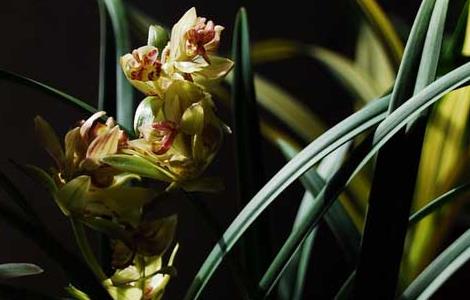 兰花的浇水方法(兰花的浇水方法和注意事项)