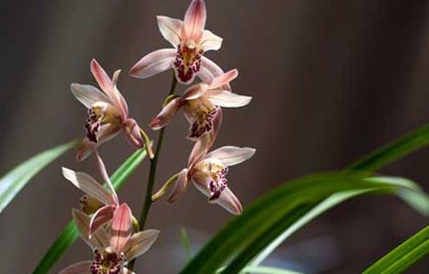 兰花花期是几月开（兰花开在几月份）