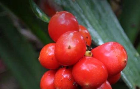 万年青的养殖方法 家里为什么不能养万年青