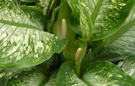 万年青叶子发黄怎么办 万年青叶子发黄怎么办啊