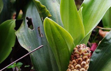 万年青的作用有哪些 万年青的作用有哪些图片