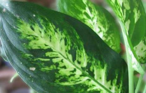 万年青的繁殖方法 万年青的繁殖方法有哪些