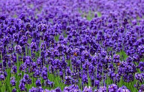 薰衣草种植技术（薰衣草种植技术与管理）
