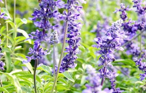 薰衣草的种植条件（薰衣草的种植条件和种植方法盆栽）