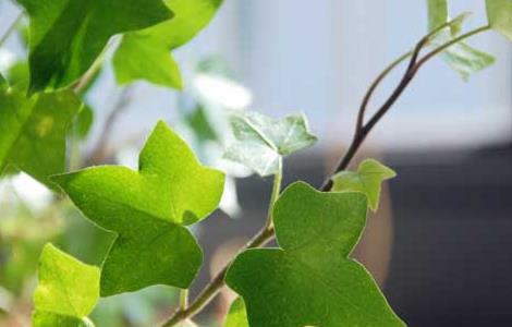 常春藤有毒吗（常春藤有毒吗 能在室内养吗）