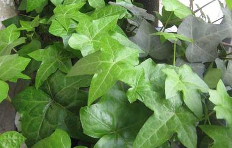 常春藤怎么养（常春藤怎么养能爆盆）