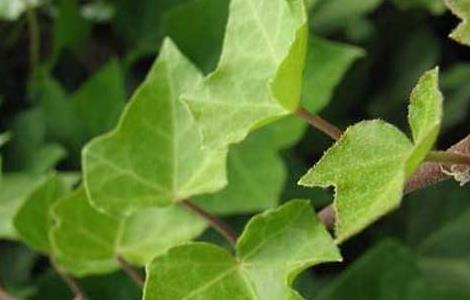 常春藤叶子发蔫怎么办 常春藤叶子发软
