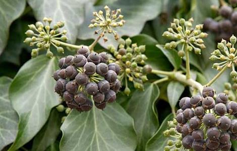 常春藤的花语和传说 常春藤的花语和传说是什么