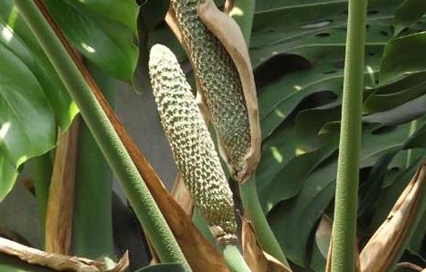 龟背竹的繁殖方法