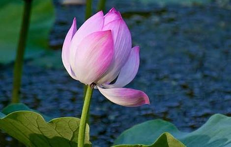 荷花什么时候开 菊花什么时候开