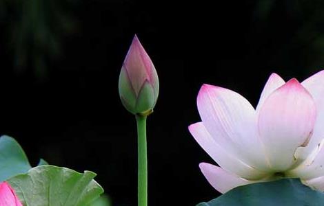 荷花的别称有哪些(荷花的别称有哪些文学气息的)