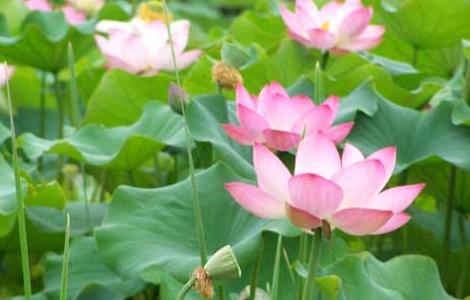 荷花的繁殖方法 荷花的繁殖方法有哪几种