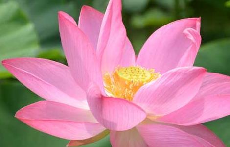 盆栽荷花的养殖方法(荷花盆栽怎么养殖方法)