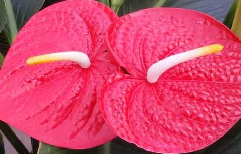 红掌不开花怎么办（红掌不开花怎么办有视频吗）