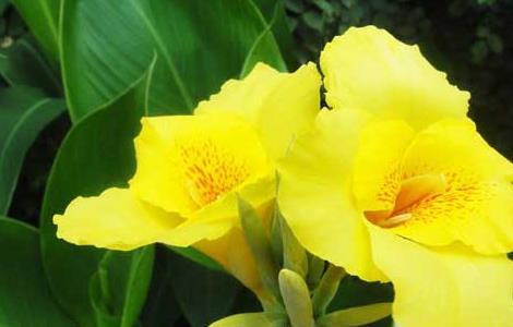 水生美人蕉的养殖方法(水生美人蕉的养殖方法和技术)