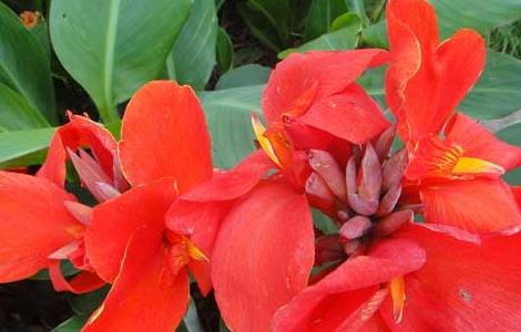 美人蕉的繁殖方法（美人蕉的繁殖方式）