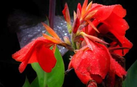 美人蕉的生长习性 美人蕉的主要特征