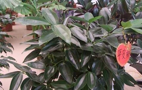 平安树叶子下垂干枯怎么办 平安树叶下垂叶尖干枯是什么原因