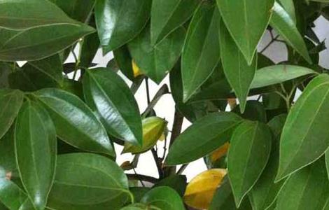 平安树的繁殖方法（平安树的繁殖方法与栽培技术）