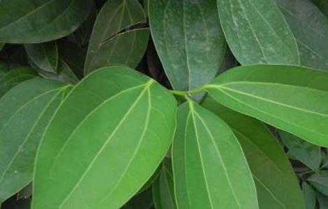 平安树的修剪方法（平安树的修剪方法图60）