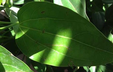 平安树的修剪方法