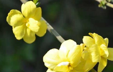 迎春花病虫害防治技术（迎春花病虫害防治技术培训）