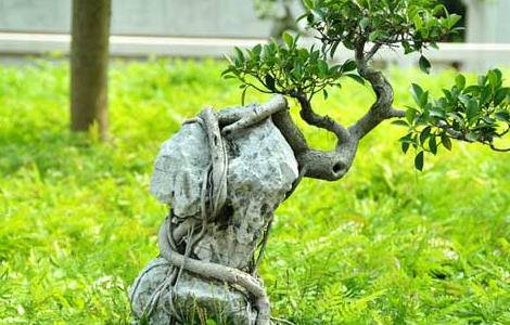 榕树盆景的养殖方法（小叶榕盆景怎么养）