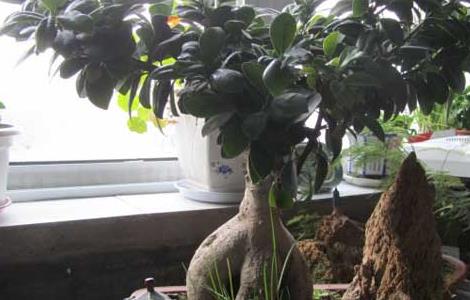 榕树盆景怎么修剪 榕树盆景怎么浇水