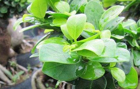 榕树怎么繁殖（榕树怎么养长得好）