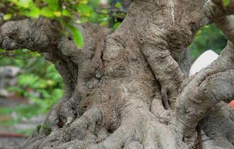 榕树盆景叶子发黄怎么办 榕树盆景叶子发黄怎么办用什么药