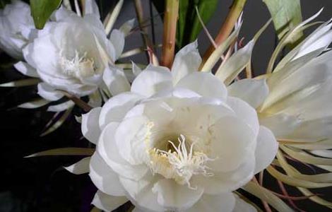 昙花盆栽养植方法 昙花怎样栽植