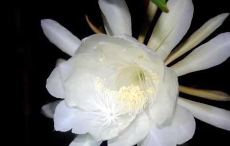 昙花的繁殖方法(昙花扦插叶子好还是杆子好)