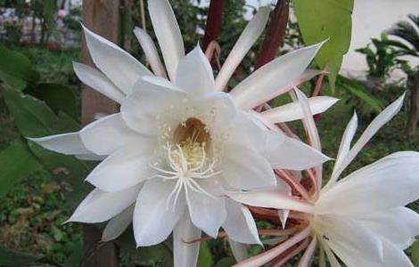 昙花的产地分布（昙花的原产地）