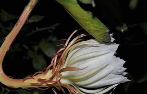 昙花为什么晚上开 家里千万不可养昙花
