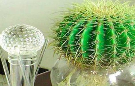 仙人球吸收甲醛吗(仙人球净化空气吸收甲醛吗)