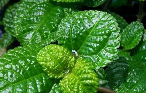 草莓吊兰的养殖方法(草莓吊兰图片种植方法)