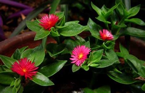 牡丹吊兰的养殖方法(家庭盆栽牡丹种植方法)