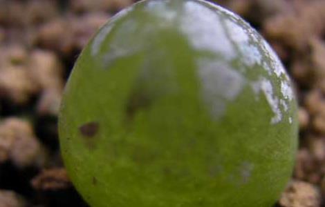 多肉灯泡怎么养 多肉灯泡怎么养才能开花