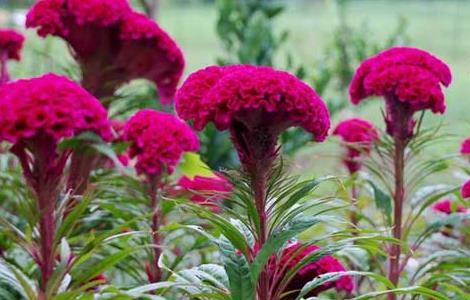 鸡冠花养殖方法（鸡冠花养殖方法和技巧）